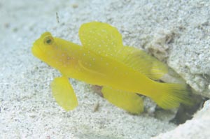 ギンガハゼ　Banded shrinpgoby　Cryptocentrus cinctus　HIRO/細谷洋貴