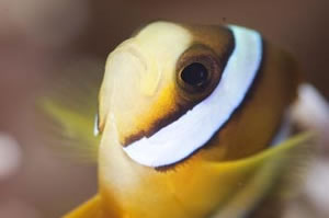 クマノミ　Clark's anemonefish　Amphiprion clarkii　HIRO/細谷洋貴