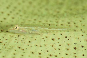 Elongate ghostgoby（エロンガータゴーストゴビー）　Pleurosicya elongata　HIRO/細谷洋貴