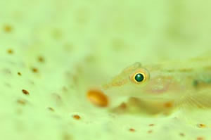 Elongate ghostgoby（エロンガータゴーストゴビー）　Pleurosicya elongata　HIRO/細谷洋貴