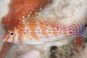 サラサゴンベ　Falco hawkfish　Cirrhitichthys falco　HIRO/細谷洋貴