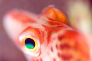 サラサゴンベ　Falco hawkfish　Cirrhitichthys falco　HIRO/細谷洋貴