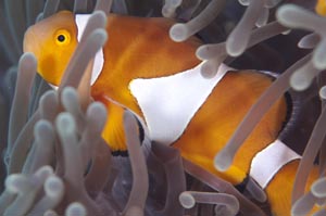 カクレクマノミ　False clown anemonefish　Amphiprion ocellaris　HIRO/細谷洋貴