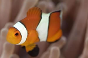 カクレクマノミ　False clown anemonefish　Amphiprion ocellaris　HIRO/細谷洋貴