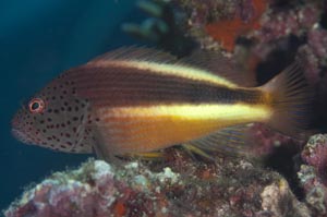 ホシゴンベ　Freckled hawkfish　Paracirrhites forsteri　HIRO/細谷洋貴