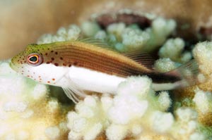 ホシゴンベ　Freckled hawkfish　Paracirrhites forsteri　HIRO/細谷洋貴