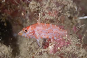 Highfin perchlet（ハイフィンパーチレット）　Plectranthias inermis　HIRO/細谷洋貴