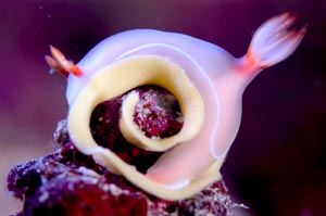 ゾウゲイロウミウシ　Hypselodoris bullocki　HIRO/細谷洋貴