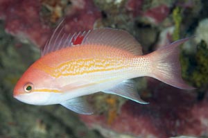 ルソンハナダイ　Luzon anthias　Pseudanthias luzonensis　HIRO/細谷洋貴