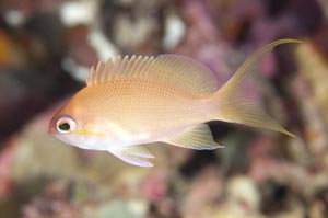 ルソンハナダイ　Luzon anthias　Pseudanthias luzonensisHIRO/細谷洋貴　