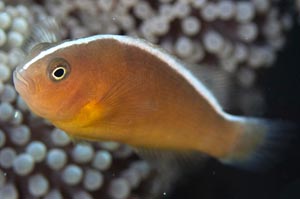 セジロクマノミ　Orange anemonefish　Amphiprion sandaracinos　HIRO/細谷洋貴