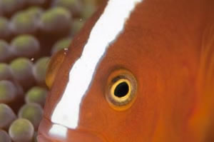セジロクマノミ　Orange anemonefish　Amphiprion sandaracinos　HIRO/細谷洋貴