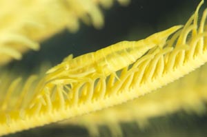 バサラカクレエビ　Periclimenes amboinensis　HIRO/細谷洋貴