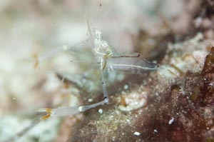 オシャレカクレエビ　Periclimenes platycheles　HIRO/細谷洋貴