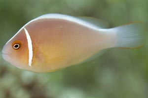 ハナビラクマノミ　Pink Anemonefish　Amphiprion perideraion　HIRO/細谷洋貴