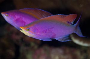 Purple anthias（パープルアンティアス）　Pseudanthias tuka　HIRO/細谷洋貴