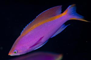 Purple anthias（パープルアンティアス）　Pseudanthias tuka　HIRO/細谷洋貴