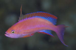 フチドリハナダイ　Randall's anthias　Pseudanthias randalli　HIRO/細谷洋貴