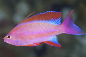 フチドリハナダイ　Randall's anthias　Pseudanthias randalli　HIRO/細谷洋貴