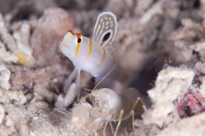 ニチリンダテハゼ　Randall's shrinpgoby　Amblyeleotris randalli　HIRO/細谷洋貴