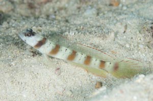 Red-margin shrinpgoby（レッドマージンシュリンプゴビー）　Amblyeleotris rubrimarginatus　HIRO/細谷洋貴