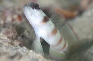 Red-margin shrinpgoby（レッドマージンシュリンプゴビー）　Amblyeleotris rubrimarginatus　HIRO/細谷洋貴