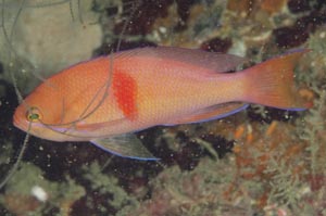 アカオビハナダイ　Redband anthias　Pseudanthias rubrizonatus　HIRO/細谷洋貴