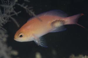 アカオビハナダイ　Redband anthias　Pseudanthias rubrizonatus　HIRO/細谷洋貴