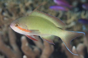 Redcheek anthias（レッドチークアンティアス）　Pseudanthias huchti　HIRO/細谷洋貴