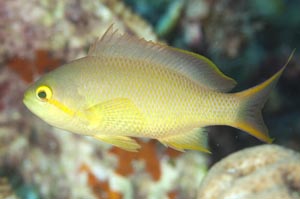 Redcheek anthias（レッドチークアンティアス）　Pseudanthias huchti　HIRO/細谷洋貴