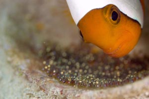 トウアカクマノミ　Sddleback anemonefish　Amphiprion polymnus　HIRO/細谷洋貴