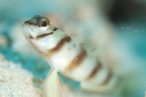 ハチマキダテハゼ　Slantbar shrinpgoby　Amblyeleotris diagonalis　HIRO/細谷洋貴