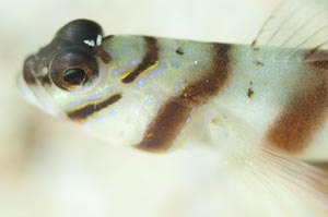 ハチマキダテハゼ　Slantbar shrinpgoby　Amblyeleotris diagonalis　HIRO/細谷洋貴