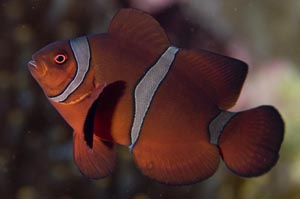 Spinecheek anemonefish（スパインチークアネモネフィッシュ）　Premnas biaculeatus　HIRO/細谷洋貴