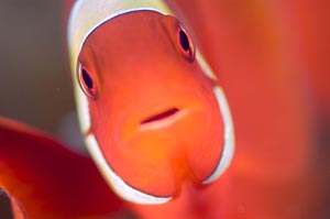 スパインチークアネモネフィッシュ　Spinecheek anemonefish　Premnas biaculeatus　HIRO/細谷洋貴