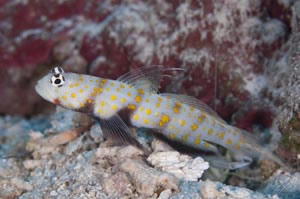 ヤマブキハゼ　Spotted shrinpgoby　Amblyeleotris guttata　HIRO/細谷洋貴