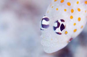 ヤマブキハゼ　Spotted shrinpgoby　Amblyeleotris guttata　HIRO/細谷洋貴