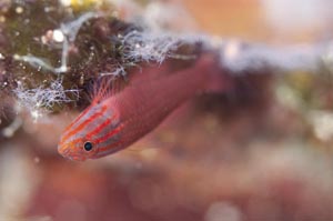 Stripehead dwarfgoby（ストライプヘッドドワーフゴビー）　Trimma striata　HIRO/細谷洋貴