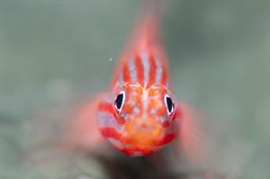 Stripehead dwarfgoby（ストライプヘッドドワーフゴビー）　Trimma striata　HIRO/細谷洋貴