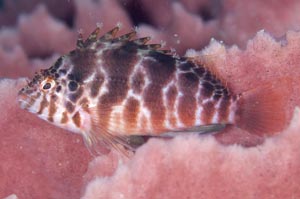 Threadfin hawkfish（スレッドフィンホークフィッシュ）　Cirrhitichthys aprinus　HIRO/細谷洋貴