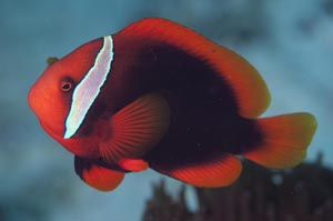 ハマクマノミ　Tomato Anemonefish　amphiprion frenatus　HIRO/細谷洋貴