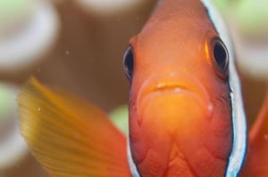 ハマクマノミ　Tomato anemonefish　Amphiprion frenatus　HIRO/細谷洋貴