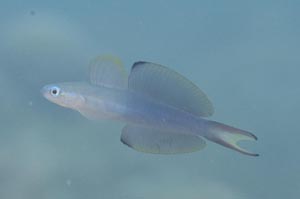 クロユリハゼ　Twotone dartfish　Ptereleotris evides　HIRO/細谷洋貴