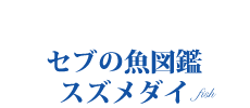 オリジナル情報　セブの魚図鑑　スズメダイ