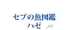 オリジナル情報　セブの魚図鑑　ハゼ