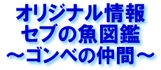 オリジナル情報　セブの魚図鑑　ゴンベ