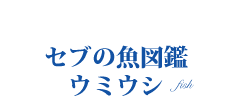 オリジナル情報　セブの魚図鑑　ウミウシ