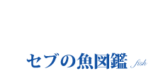 オリジナル情報　セブの魚図鑑